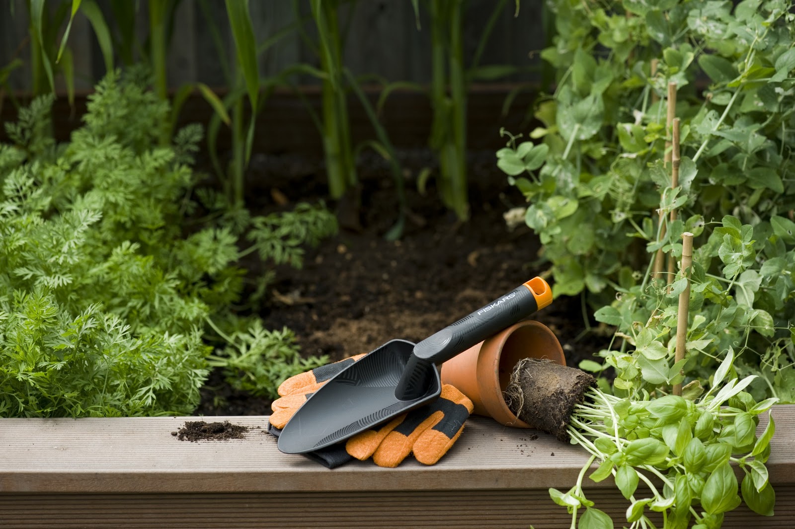 Plantator ingust
