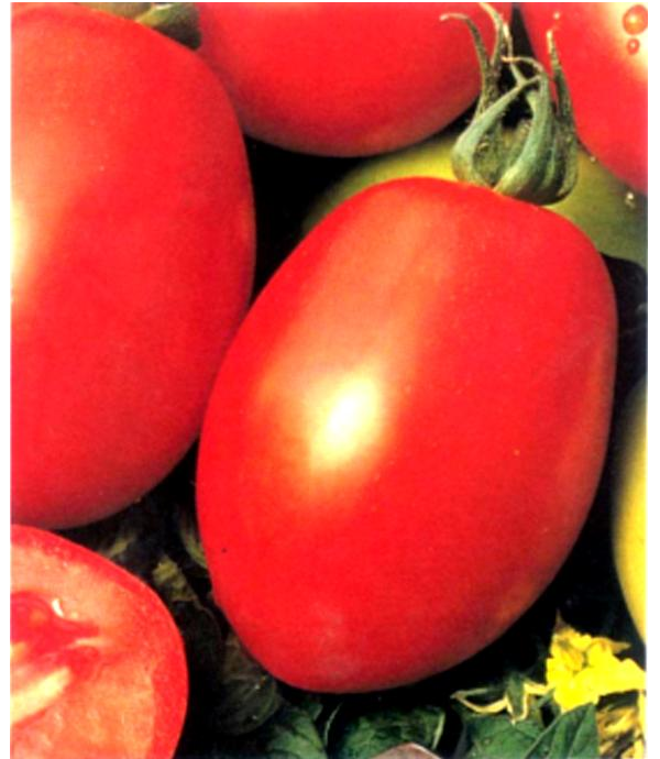 Seminte tomate Rio Grande 1g