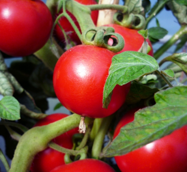 Seminte tomate Sant Pierre 1g
