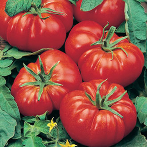 Seminte tomate Marmande 1g