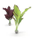 Set plante matase verde si mov medii