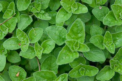 Seminte oregano 0.25g