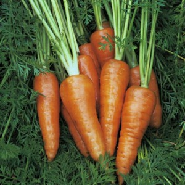 Seminte morcovi Chantenay Red Cored 5g