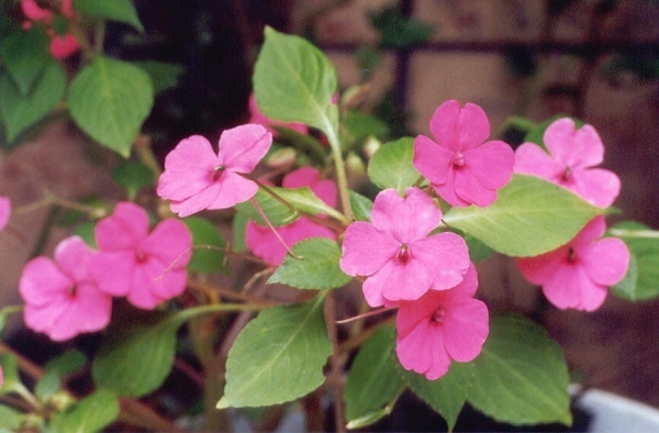 Seminte Impatiens Holstii Valeriana - sporul casei