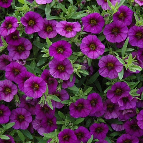 Seminte petunia