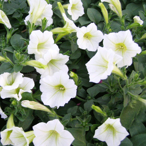 Seminte petunia alb