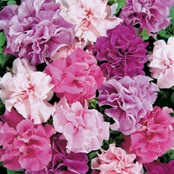 Seminte Petunia Pendula Mixed