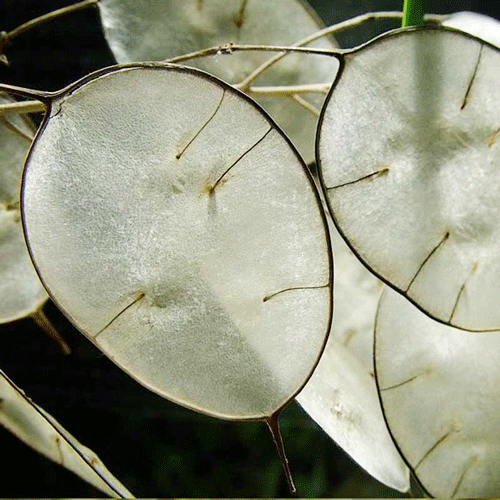  Seminte Lunaria