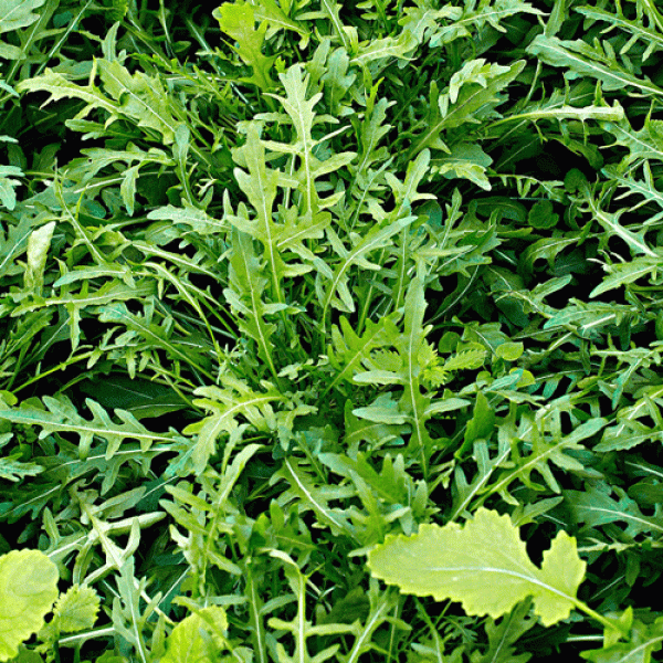 Seminte rucola