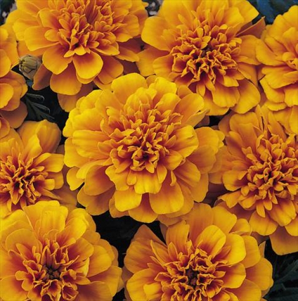 Seminte Tagetes Patula Nana Petit Orange - craite 